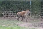 Spotted hyaena