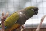 Patagonian conure