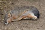 Patagonian mara