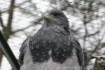 Black-chested buzzard-eagle