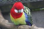 Eastern rosella