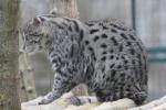 Fishing cat