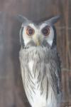 Southern white-faced owl