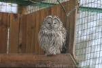 Ural owl