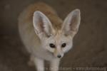 Fennec fox