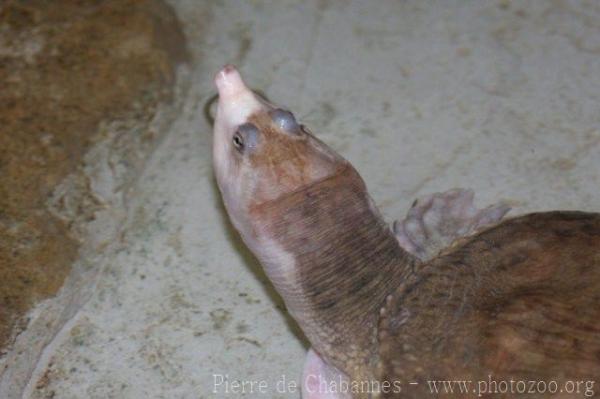 Florida softshell turtle