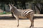 Burchell's zebra