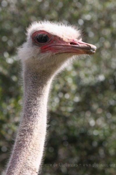 South-African ostrich