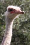 South-African ostrich