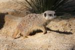 Slender-tailed meerkat