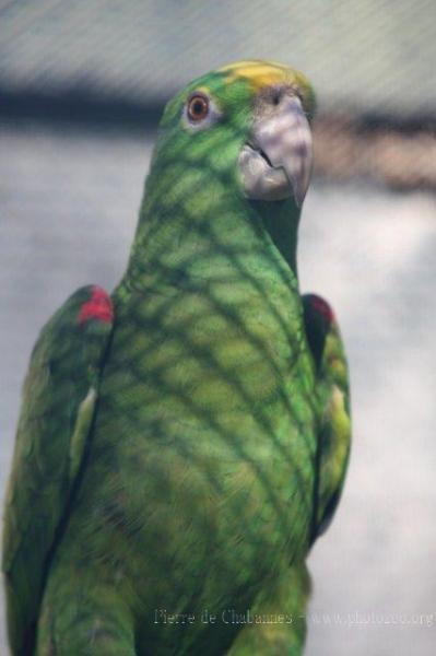 Yellow-naped amazon