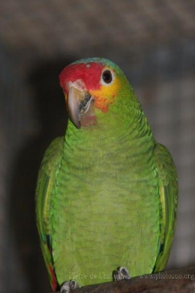 Red-lored amazon