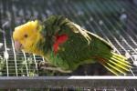 Yellow-headed amazon