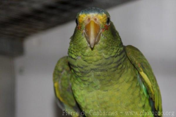 Yellow-lored amazon