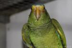 Yellow-lored amazon