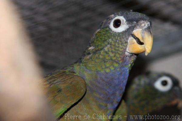 Scaly-headed parrot