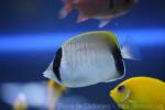 Reef butterflyfish