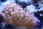 Bulb tentacle sea anemone