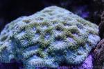 Starry cup coral