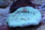 Button coral