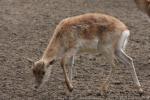 Blackbuck