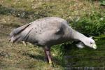 Cape Barren goose