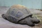 Aldabra giant tortoise