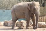 Asian elephant