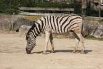 Burchell's zebra