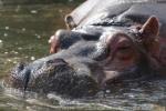 Common hippopotamus