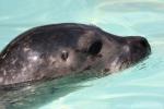 Common harbor seal