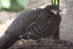 Grey peacock-pheasant