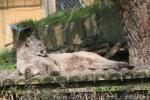 Chilean cougar