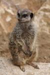 Slender-tailed meerkat