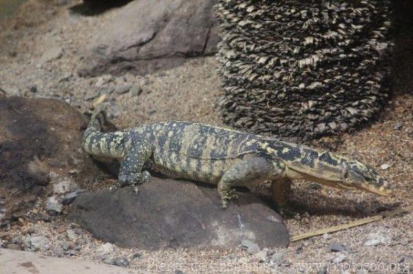 Philippine water monitor