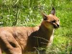 Southern caracal *