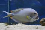 Palelipped surgeonfish