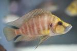 Compressed cichlid