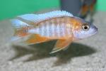 Fairy cichlid