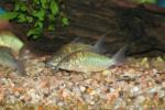 Emerald catfish