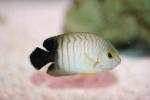 Blacktail angelfish