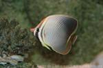 Eastern triangular butterflyfish