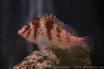 Dwarf hawkfish