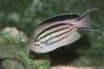 Blackstriped angelfish