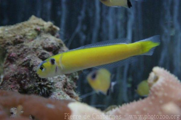 Yellow tilefish