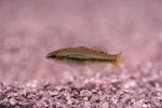 Empire gudgeon