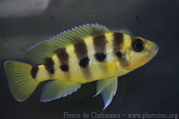 Six-banded lamprologus