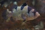 Dotted soapfish