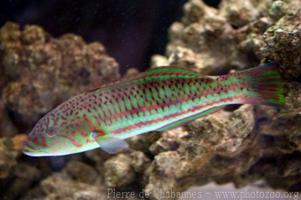 Christmas wrasse