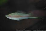 Maya swordtail